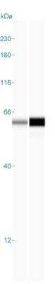 Simple Western: HSP60 Antibody (LK1) [NBP2-32973]