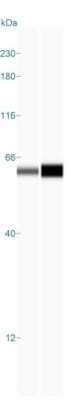 Simple Western: HSP60 Antibody (LK2)Azide and BSA Free [NBP2-34671]