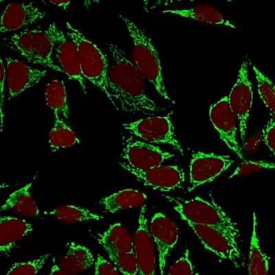 Immunocytochemistry/ Immunofluorescence: HSP60 Antibody (LK2) [NBP2-32867]