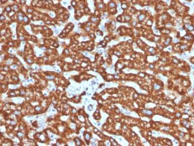 Immunohistochemistry-Paraffin: HSP60 Antibody (LK2) [NBP2-32867]