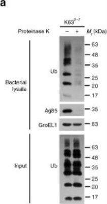 Western Blot (Negative): HSP60 Antibody (LK2) [NBP2-32867]