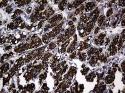 Immunohistochemistry: HSP60 Antibody (OTI3A2) - Azide and BSA Free [NBP2-70967]