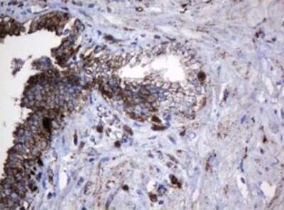 Immunohistochemistry: HSP60 Antibody (OTI3A2) - Azide and BSA Free [NBP2-70967]