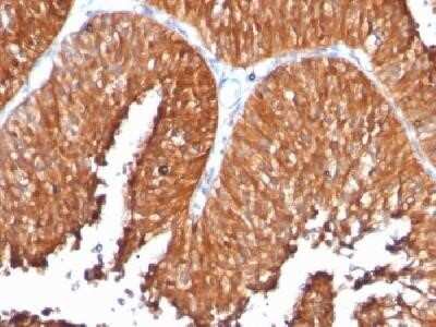 Immunohistochemistry-Paraffin: HSP60 Antibody (SPM253) - Azide and BSA Free [NBP2-34734]