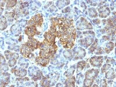 Immunohistochemistry-Paraffin: HSP60 Antibody (SPM253) - Azide and BSA Free [NBP2-34734]