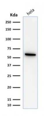 Western Blot: HSP60 Antibody (SPM253)Azide and BSA Free [NBP2-34734]