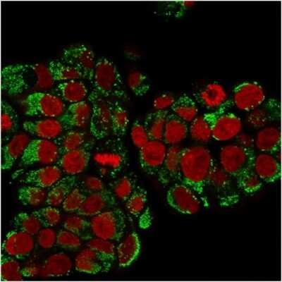 Immunocytochemistry/ Immunofluorescence: HSP60 Antibody (SPM253) [NBP2-32866]