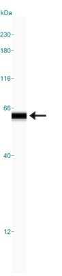 Simple Western: HSP60 AntibodyBSA Free [NBP1-77396]