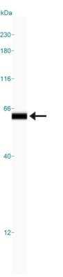 Simple Western: HSP60 AntibodyBSA Free [NBP1-77397]