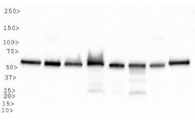 Western Blot: HSP60 AntibodyBSA Free [NBP1-77397]