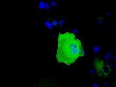 Immunocytochemistry/ Immunofluorescence: HSP70/HSPA1A Antibody (OTI3G9) - Azide and BSA Free [NBP2-70954]