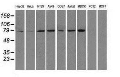 Western Blot: HSP70/HSPA1A Antibody (OTI3G9)Azide and BSA Free [NBP2-70954]