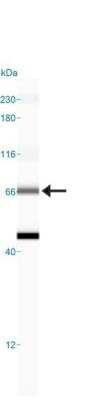 Simple Western: HSP70/HSPA1A AntibodyBSA Free [NBP1-77455]