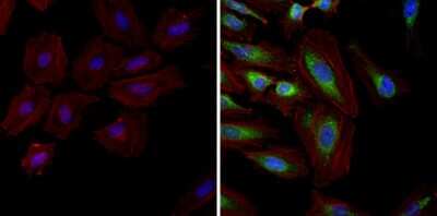 Immunocytochemistry/ Immunofluorescence: HSP90 Antibody (3B6) [NB120-5455]
