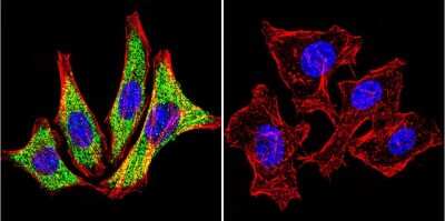 Immunocytochemistry/ Immunofluorescence: HSP90 Antibody (3B6) [NB120-5455]