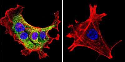 Immunocytochemistry/ Immunofluorescence: HSP90 Antibody (3B6) [NB120-5455]