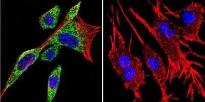 Immunocytochemistry/ Immunofluorescence: HSP90 Antibody (3B6) [NB120-5455]