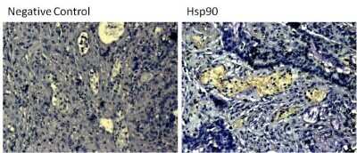 Immunohistochemistry-Paraffin: HSP90 Antibody (3B6) [NB120-5455]