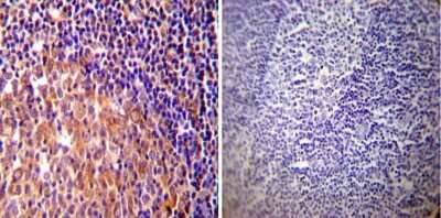 Immunohistochemistry-Paraffin: HSP90 Antibody (3B6) [NB120-5455]