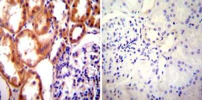 Immunohistochemistry-Paraffin: HSP90 Antibody (3B6) [NB120-5455]
