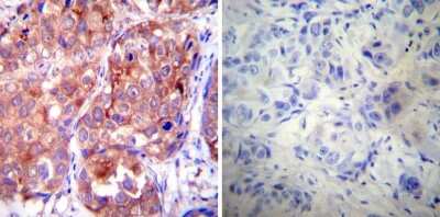Immunohistochemistry-Paraffin: HSP90 Antibody (3B6) [NB120-5455]