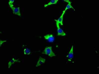 Immunocytochemistry/ Immunofluorescence: HSP90 Antibody (4B5) [NBP3-15145]