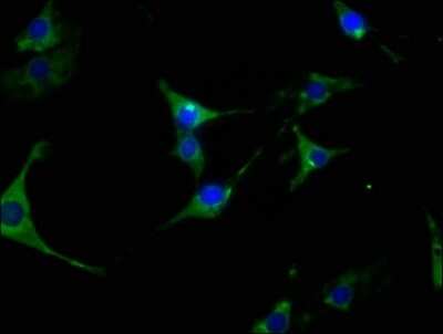 Immunocytochemistry/ Immunofluorescence: HSP90 Antibody (4D1) [NBP3-15147]