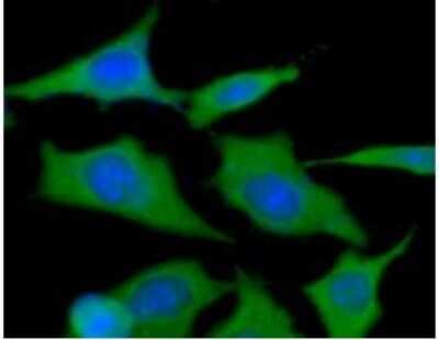Immunocytochemistry/ Immunofluorescence: HSP90 Antibody (4F10) - BSA Free [NBP1-04301]