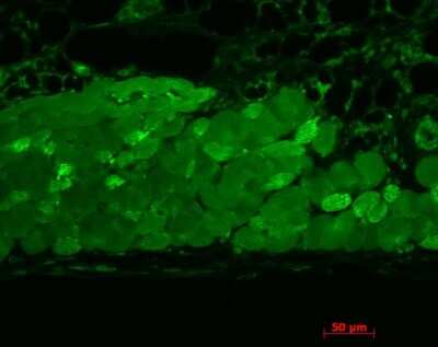 Immunohistochemistry: HSP90 Antibody (4F3.E8) [NBP2-12878]