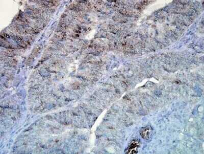Immunohistochemistry: HSP90 Antibody (D7A) [NB110-96872]