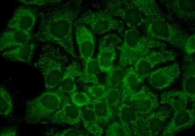 Immunocytochemistry/ Immunofluorescence: HSP90 alpha Antibody (2G5.G3) [NBP2-12877]