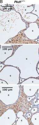 Immunohistochemistry: HSP90 alpha Antibody [NB120-2928]
