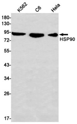 Western Blot: HSP90 alpha Antibody (S06-9C1) [NBP3-19514]