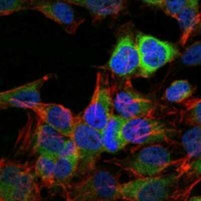 Immunocytochemistry/ Immunofluorescence: HSP90 beta Antibody (5G4) - BSA Free [NBP2-37590]