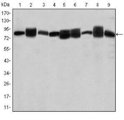 Western Blot: HSP90 beta Antibody (5G4)BSA Free [NBP2-37590]