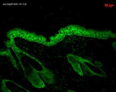 Immunocytochemistry/ Immunofluorescence: HSP90 beta Antibody (H9010) [NB110-61640]