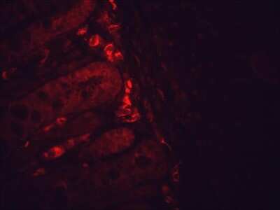 Immunohistochemistry: HSP90 beta Antibody (H9010) [NB110-61640]