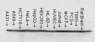 Western Blot: HSP90 beta Antibody (H9010) [NB110-61640]