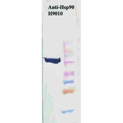 Western Blot: HSP90 beta Antibody (H9010) [NB110-61640]