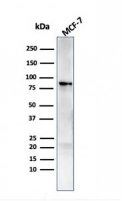 Western Blot: HSP90 beta Antibody (HSP90AB1/3951) [NBP3-07185]