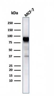 Western Blot: HSP90 beta Antibody (HSP90AB1/3954) [NBP3-07193]
