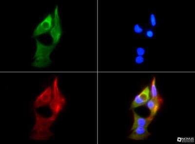 Immunocytochemistry/ Immunofluorescence: HSP90 beta Antibody - BSA Free [NBP1-77563]