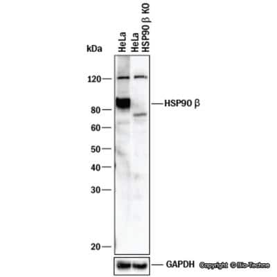 Western Blot: HSP90 beta Antibody - BSA Free [NBP1-77563]