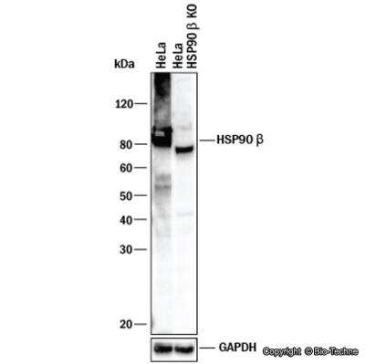 Knockout Validated: HSP90 beta Antibody [NBP2-55509]