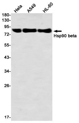 Western Blot: HSP90 beta Antibody (S03-8F1) [NBP3-19877]