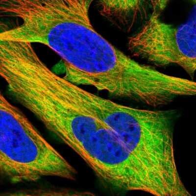 Immunocytochemistry/ Immunofluorescence: HSP90 beta Antibody [NBP2-55509]