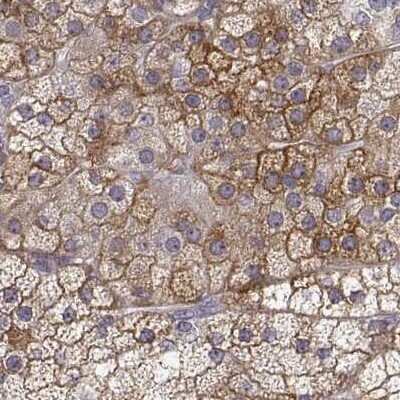 Immunohistochemistry-Paraffin: HSP90 beta Antibody [NBP2-68937]