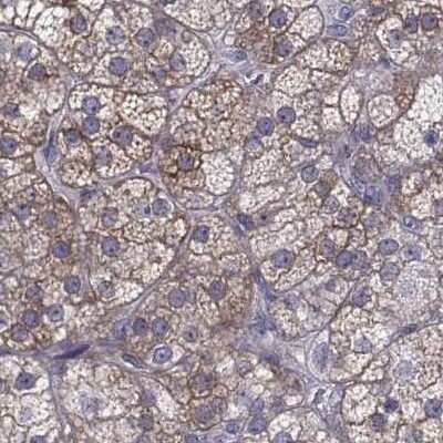 Immunohistochemistry-Paraffin: HSP90 beta Antibody [NBP2-68978]
