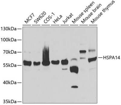 Western Blot: HSPA14 AntibodyBSA Free [NBP3-04881]