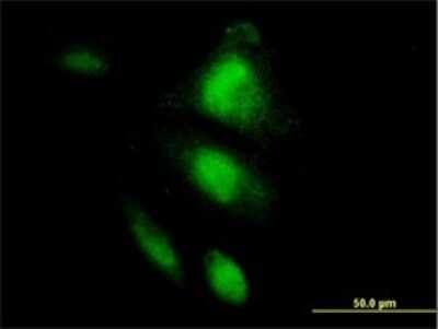 Immunocytochemistry/ Immunofluorescence: HSPA2 Antibody (3H7) [H00003306-M02]